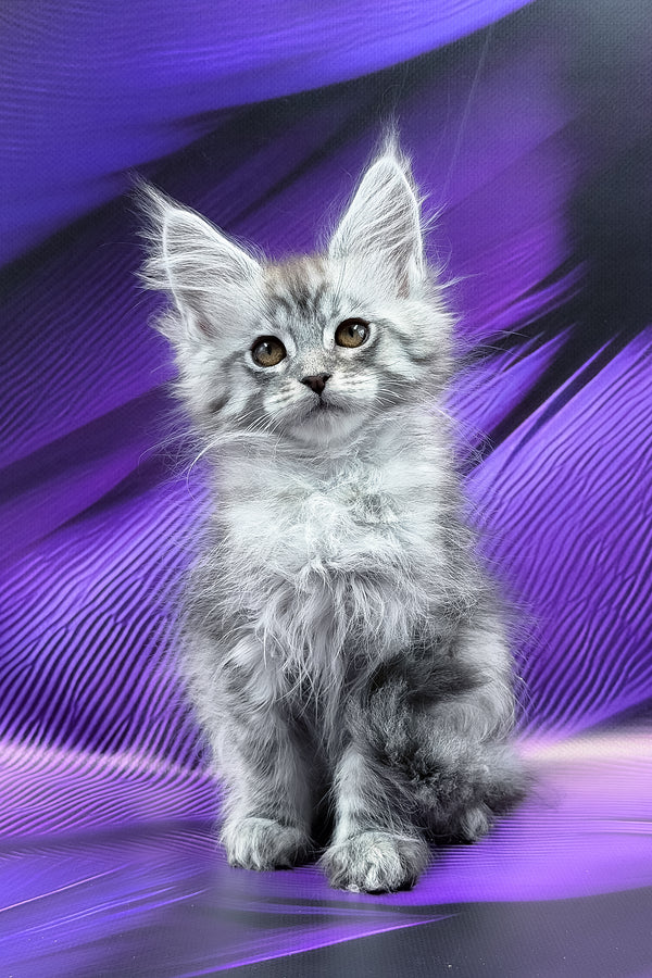Miron | Maine Coon Kitten
