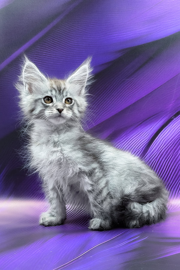 Miron | Maine Coon Kitten