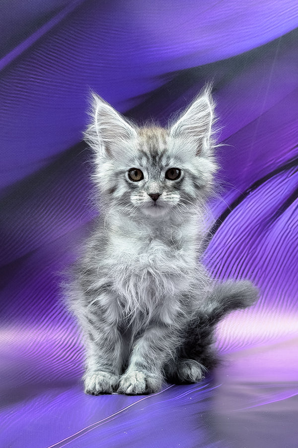 Miron | Maine Coon Kitten