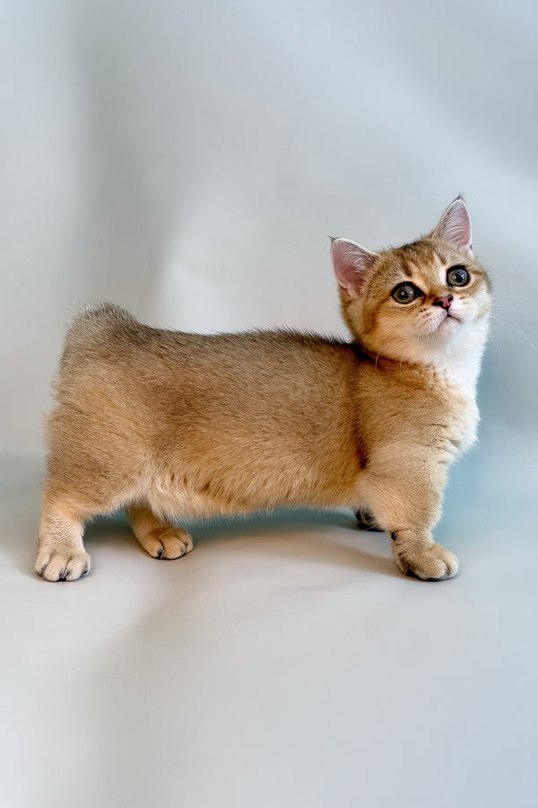 Fronti | Munchkin Kitten