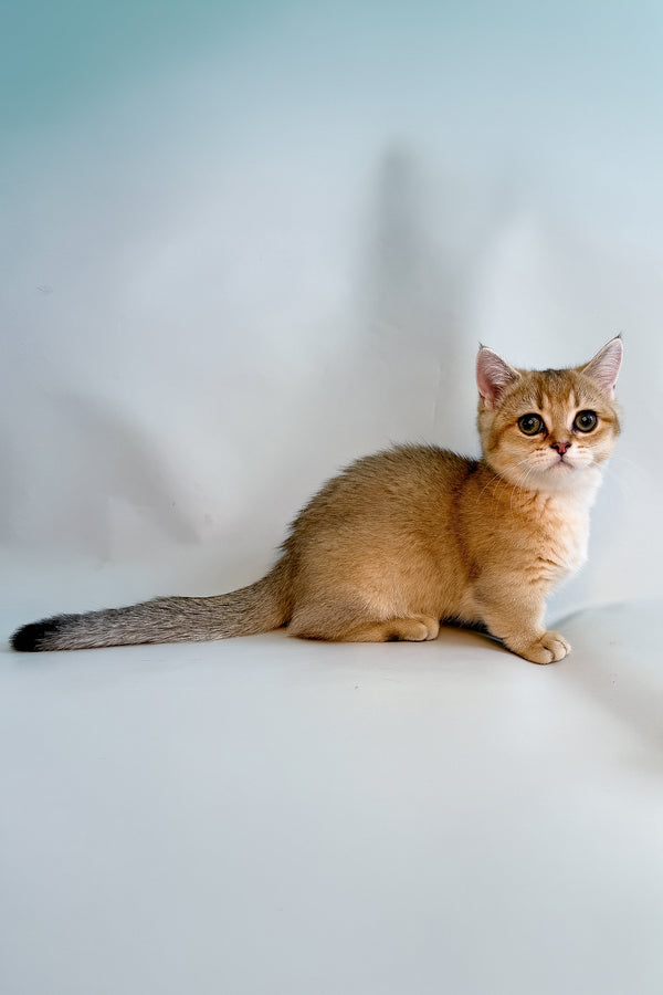 Fronti | Munchkin Kitten