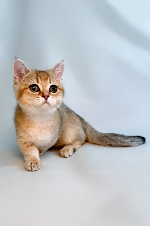 Fronti | Munchkin Kitten