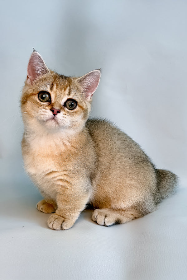 Fronti | Munchkin Kitten