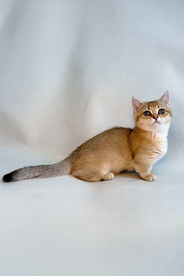 Fronti | Munchkin Kitten