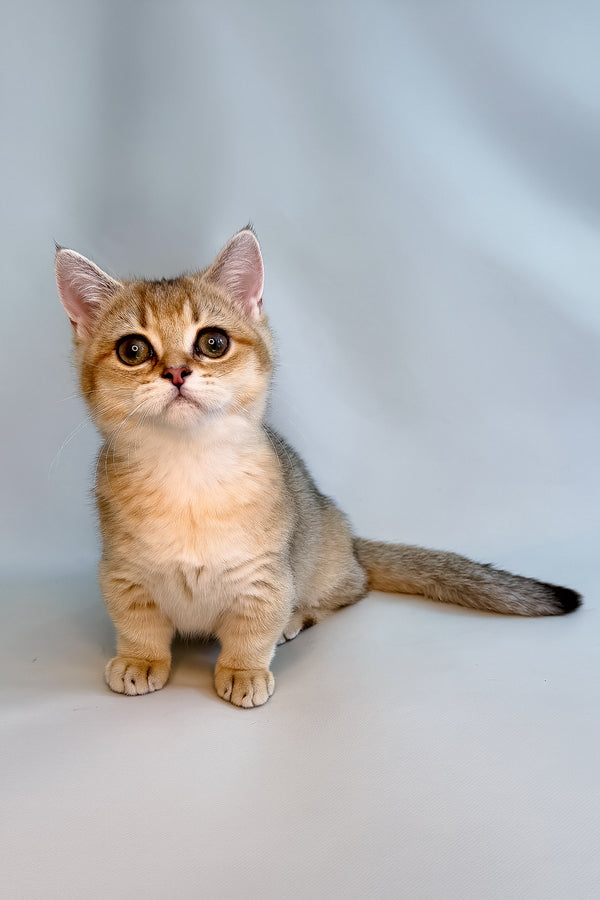 Fronti | Munchkin Kitten