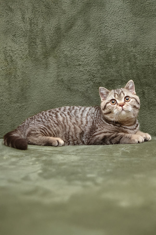 Nalim | British Shorthair Kitten