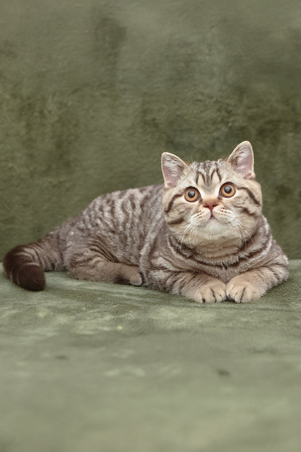 Nalim | British Shorthair Kitten