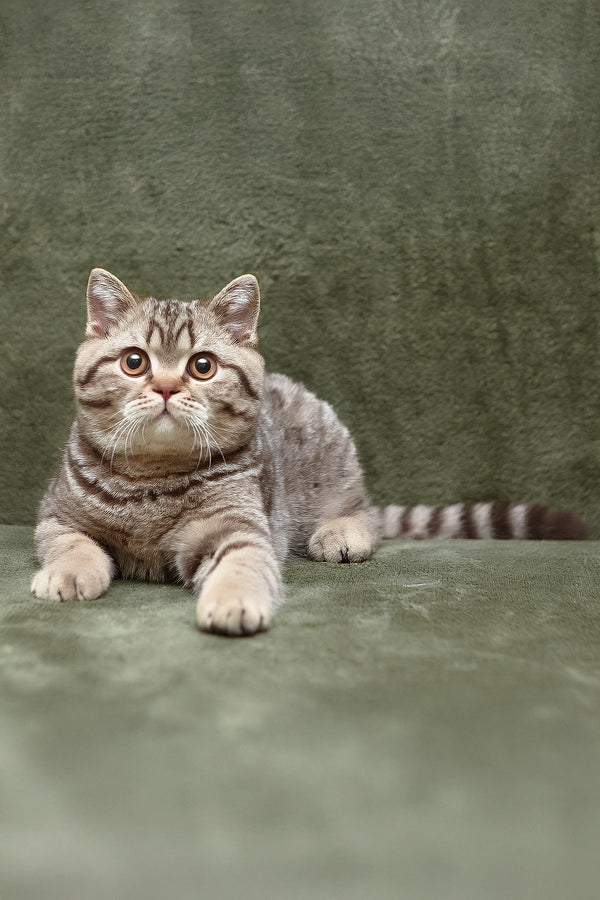 Nalim | British Shorthair Kitten