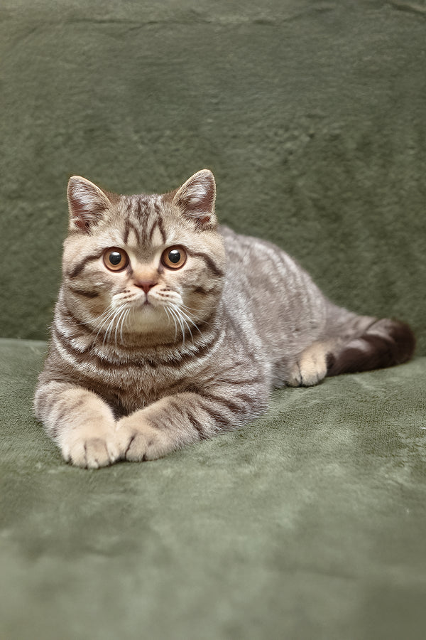 Nalim | British Shorthair Kitten