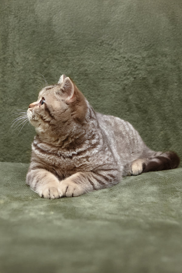 Nalim | British Shorthair Kitten