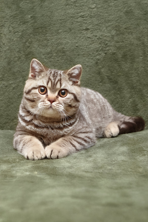 Nalim | British Shorthair Kitten