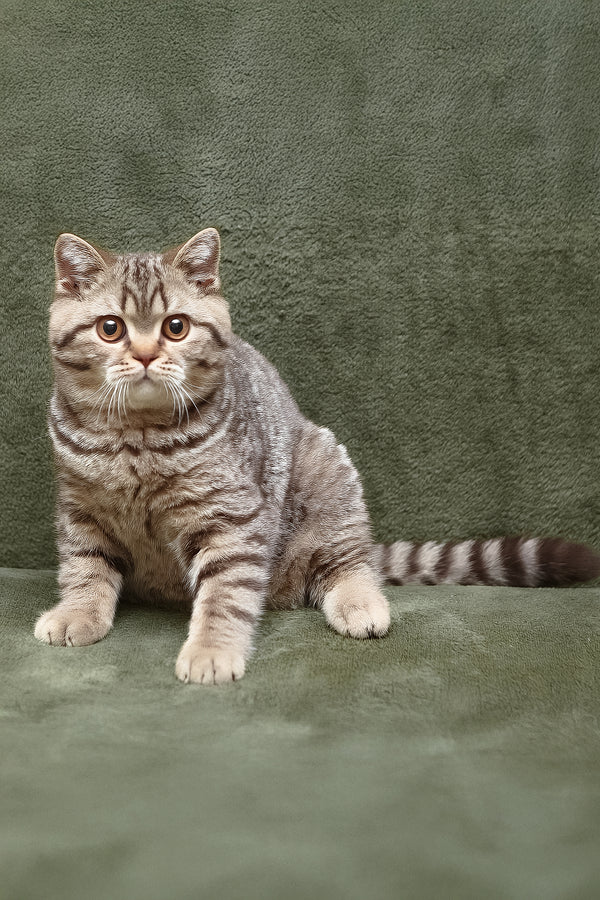 Nalim | British Shorthair Kitten