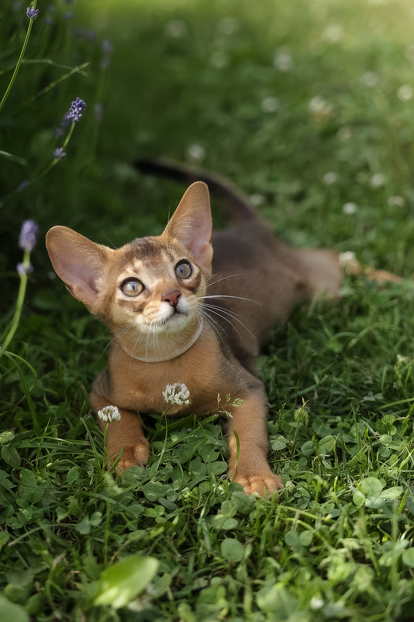 Naomi | Abyssinian Kitten