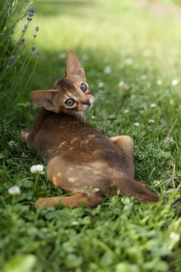 Naomi | Abyssinian Kitten