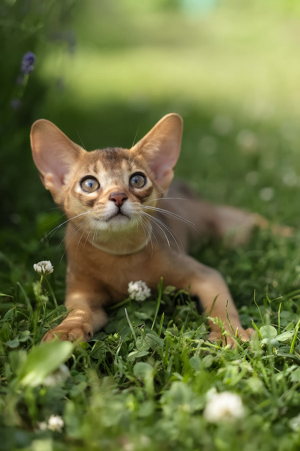 Naomi | Abyssinian Kitten