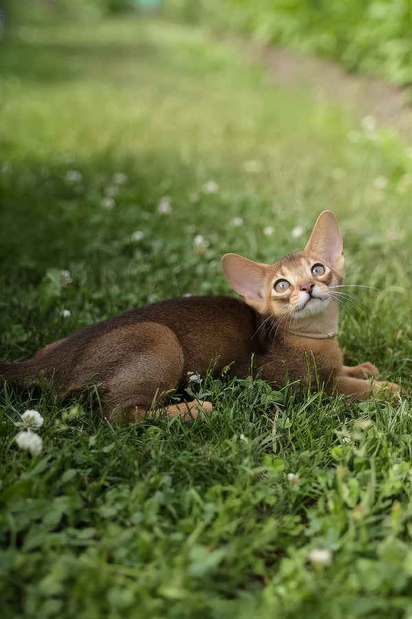 Naomi | Abyssinian Kitten