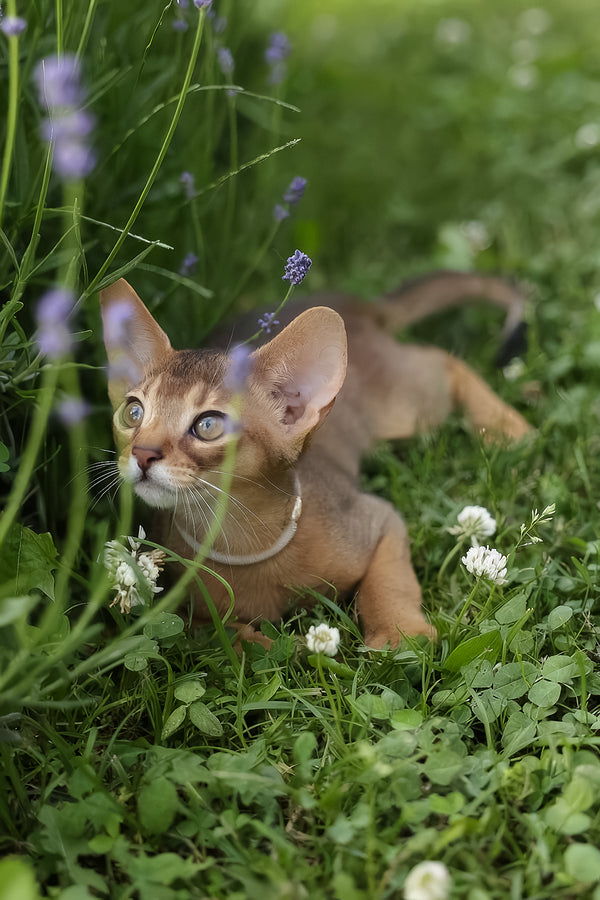 Naomi | Abyssinian Kitten