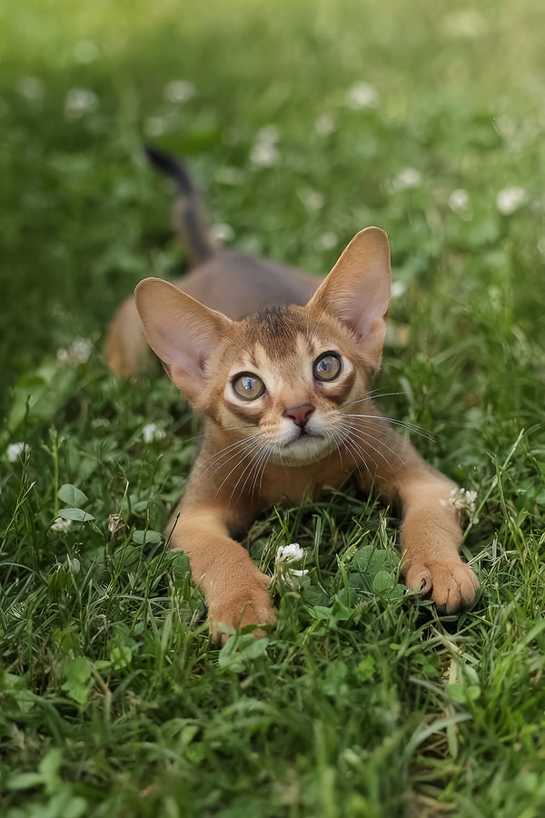 Naomi | Abyssinian Kitten