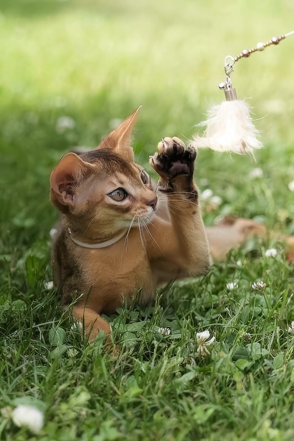 Naomi | Abyssinian Kitten