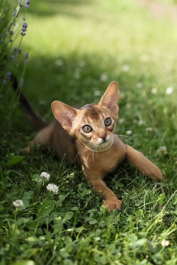 Naomi | Abyssinian Kitten