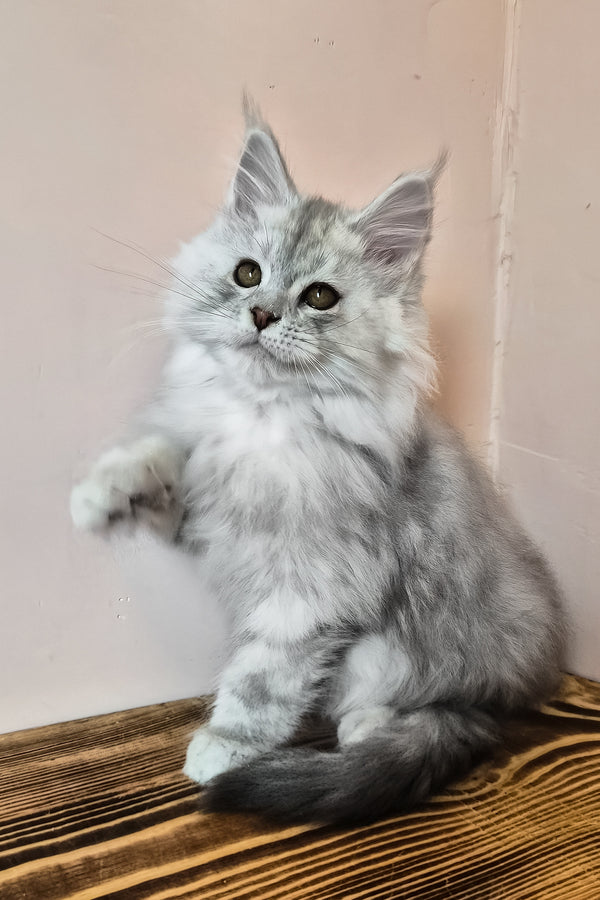 Noel | Maine Coon Kitten