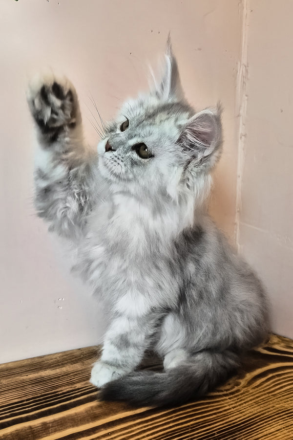 Noel | Maine Coon Kitten