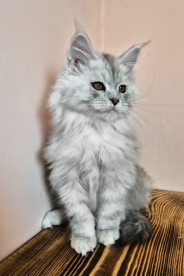 Noel | Maine Coon Kitten