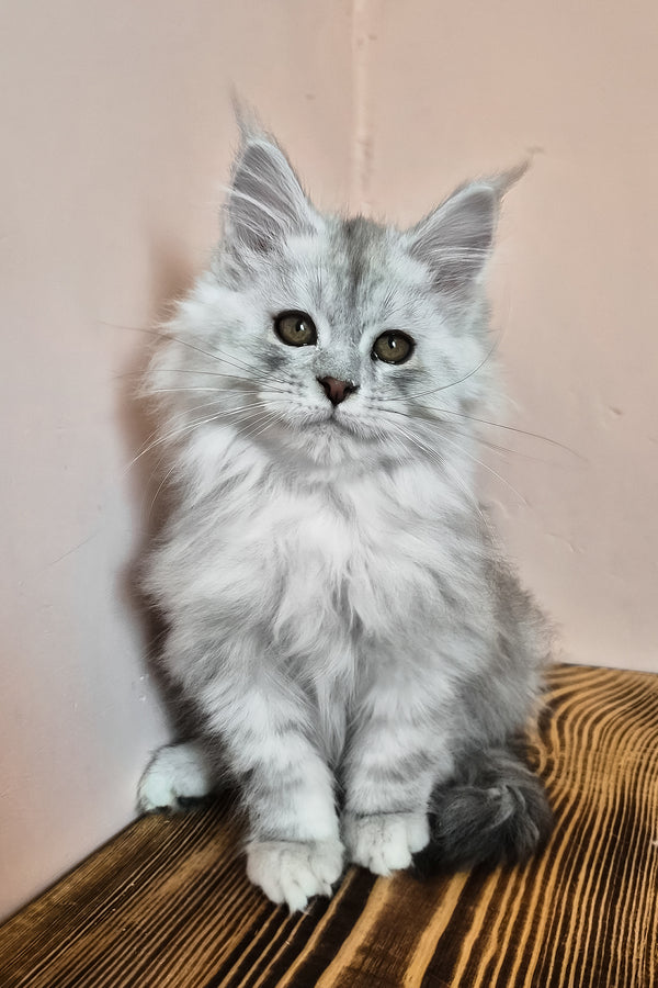 Noel | Maine Coon Kitten