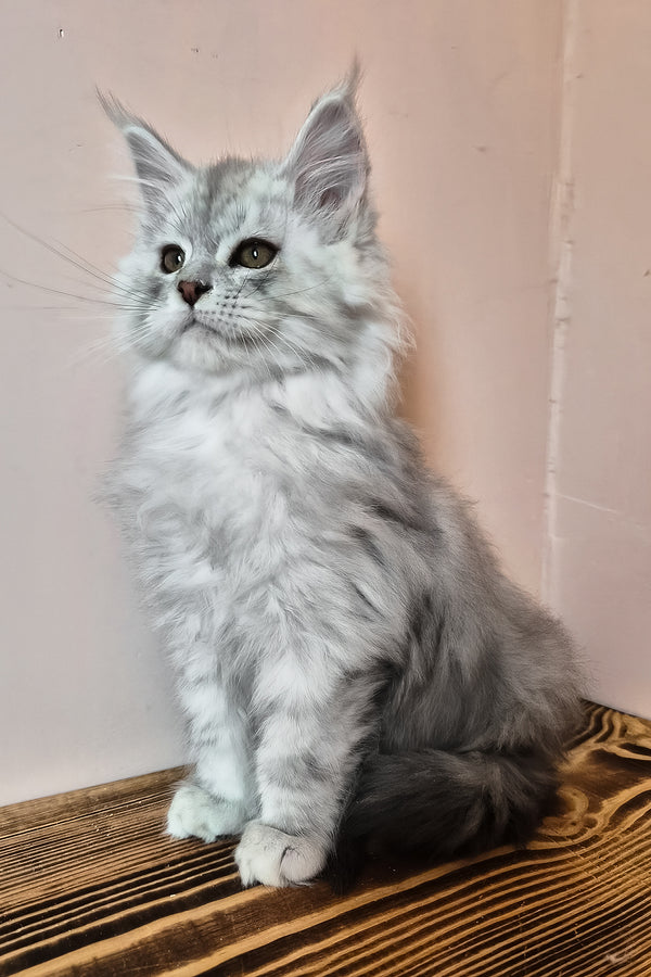 Noel | Maine Coon Kitten