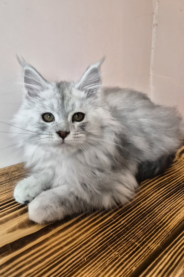 Noel | Maine Coon Kitten