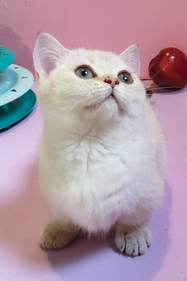Nora | Munchkin Kitten