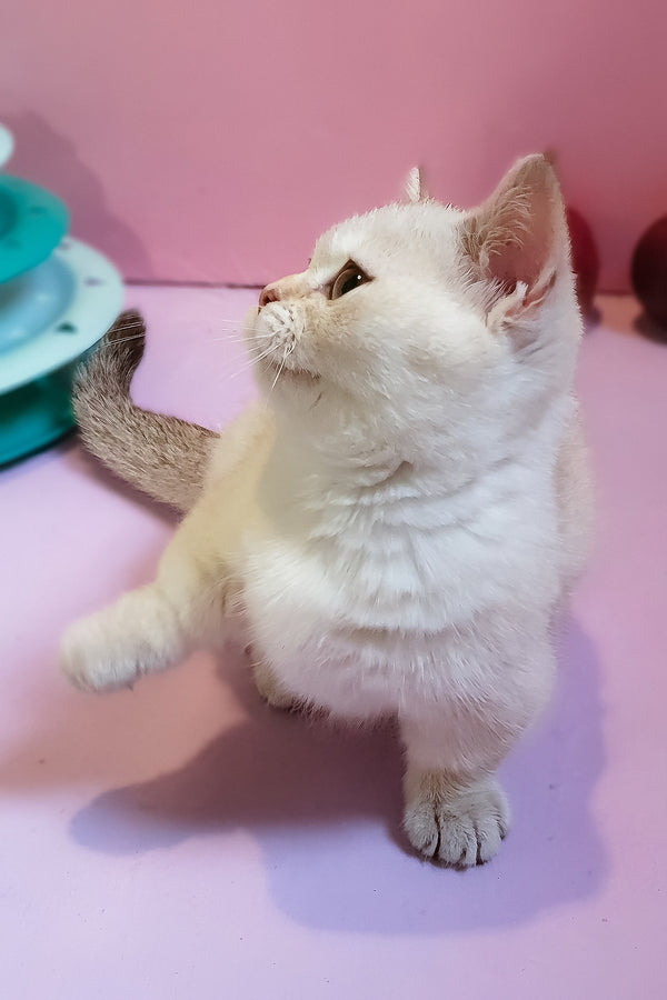 Nora | Munchkin Kitten