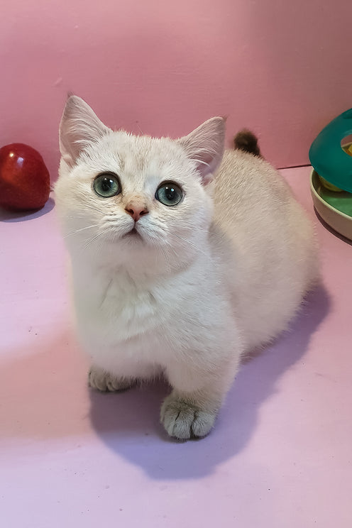 Nora | Munchkin Kitten