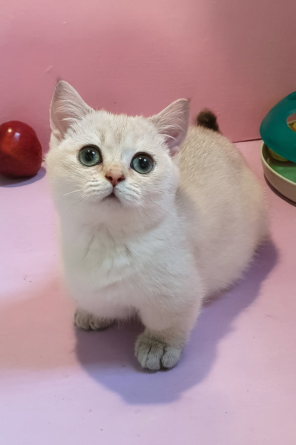 Nora | Munchkin Kitten