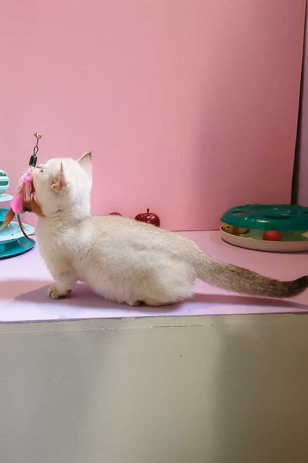 Nora | Munchkin Kitten