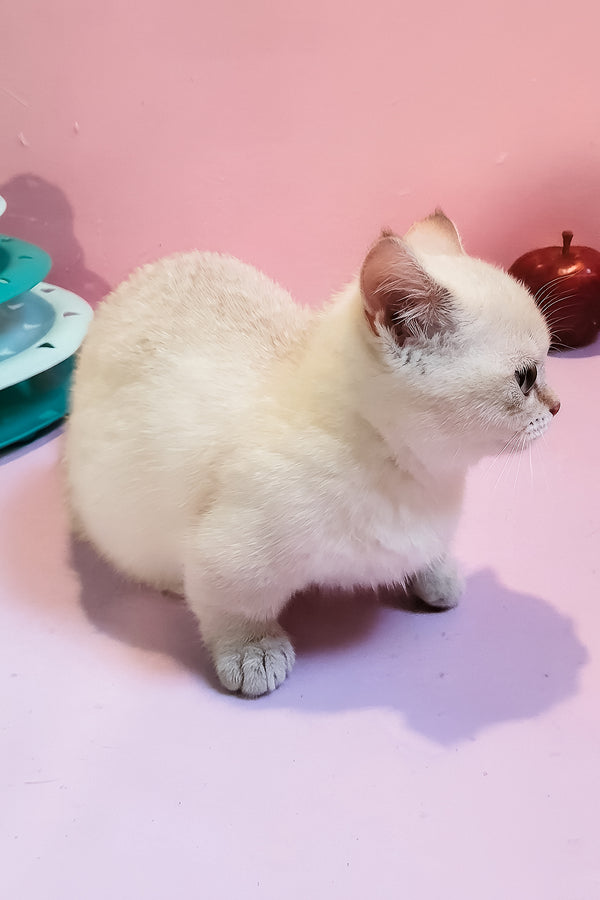 Nora | Munchkin Kitten