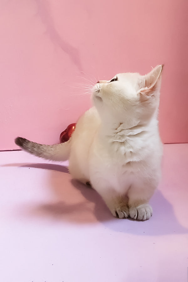 Nora | Munchkin Kitten