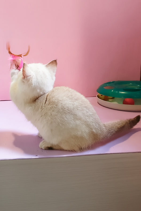 Nora | Munchkin Kitten