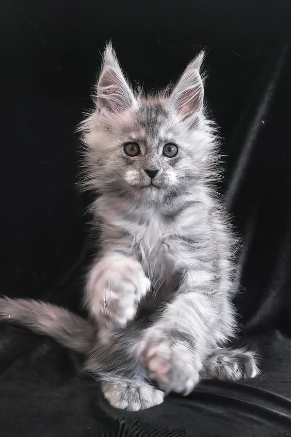 Odry | Polydactyl Maine Coon Kitten