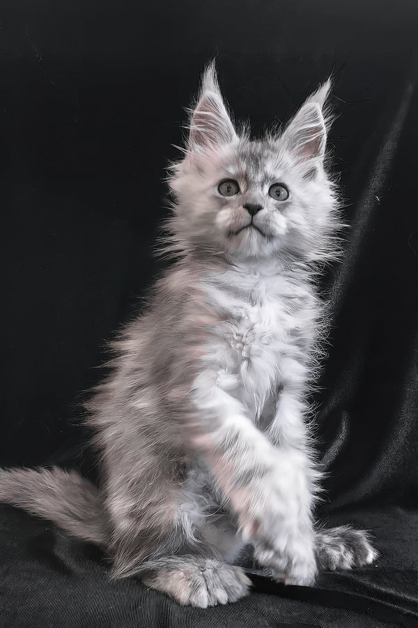 Odry | Polydactyl Maine Coon Kitten