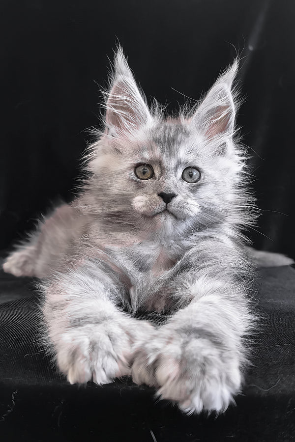 Odry | Polydactyl Maine Coon Kitten