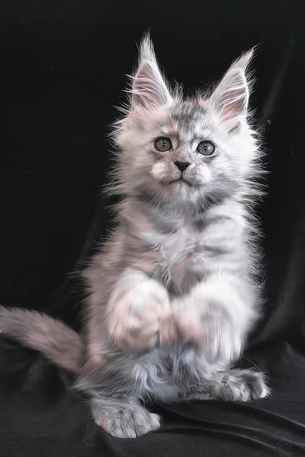 Odry | Polydactyl Maine Coon Kitten