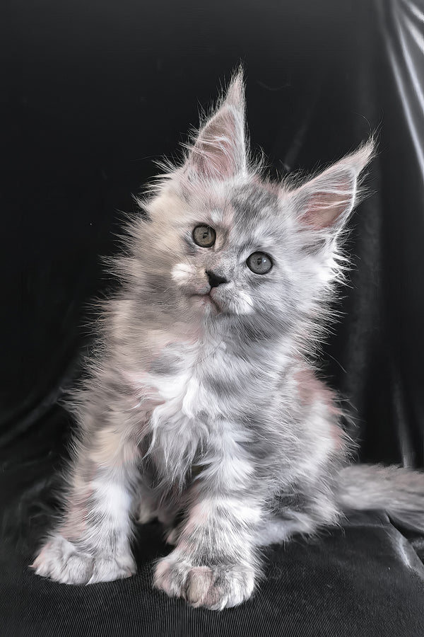 Odry | Polydactyl Maine Coon Kitten
