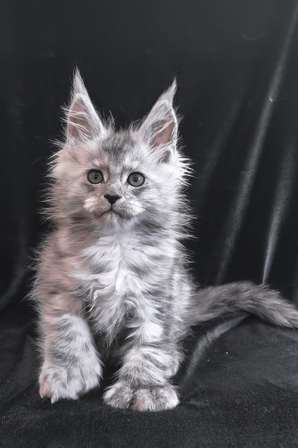 Odry | Polydactyl Maine Coon Kitten