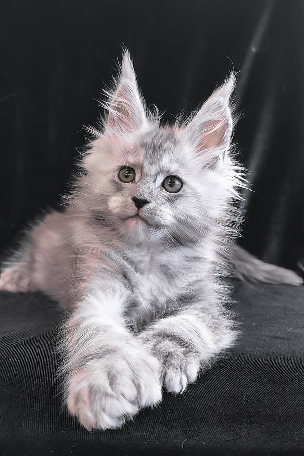 Odry | Polydactyl Maine Coon Kitten
