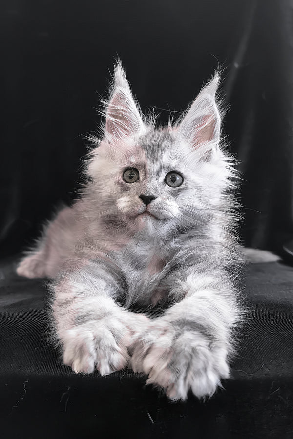 Odry | Polydactyl Maine Coon Kitten