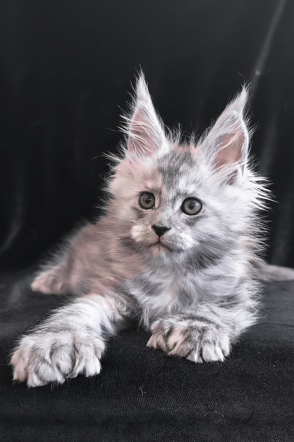 Odry | Polydactyl Maine Coon Kitten