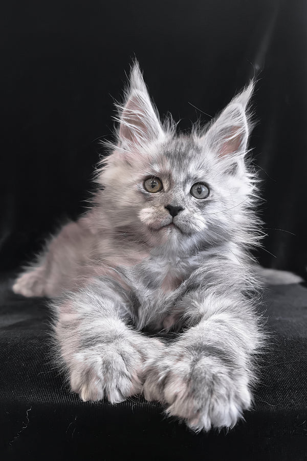 Odry | Polydactyl Maine Coon Kitten