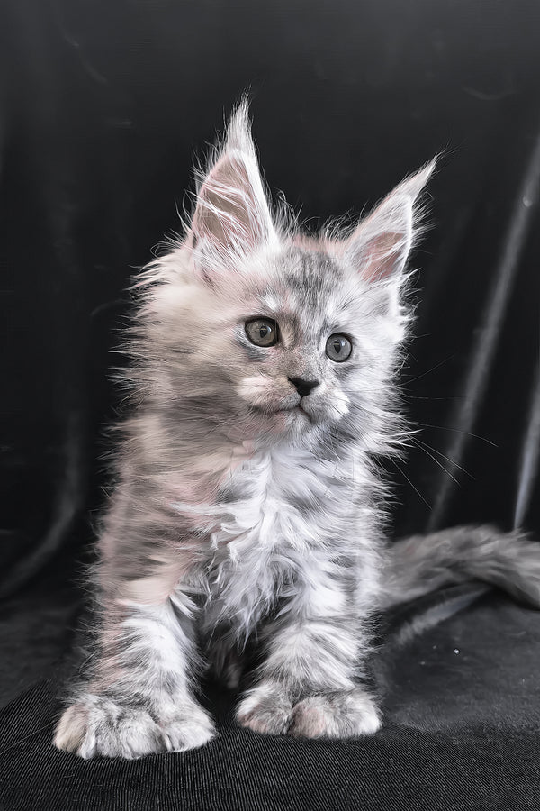 Odry | Polydactyl Maine Coon Kitten