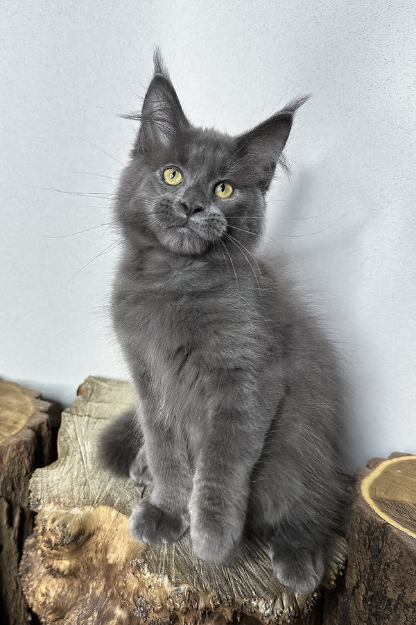 Octavia | Maine Coon Kitten